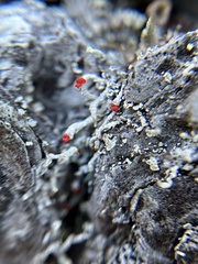 Cladonia macilenta