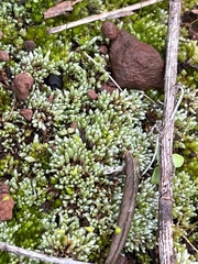 Bryum argenteum