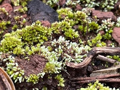Bryum argenteum
