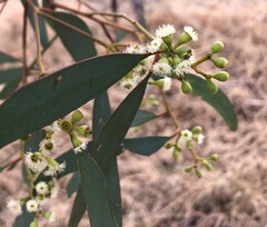 Eucalyptus microcarpa