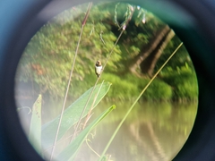 Lonchura leucogastroides