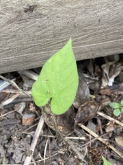 Ipomoea plebeia