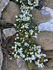 Gentianella saxosa
