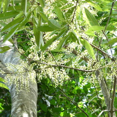 Elaeocarpus kirtonii