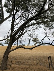 Eucalyptus microcarpa