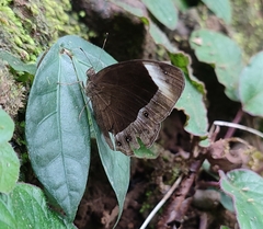 Mycalesis anaxias