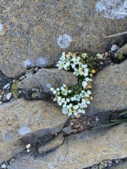 Gentianella saxosa