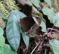 Mycalesis anaxias