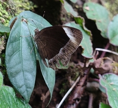 Mycalesis anaxias