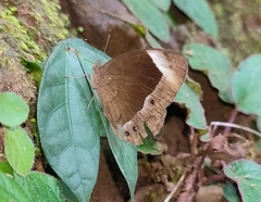 Mycalesis anaxias