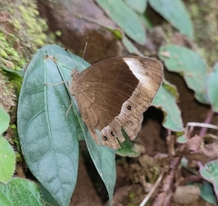 Mycalesis anaxias