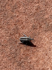 Scaphomorphus