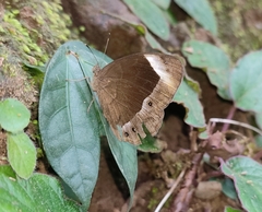Mycalesis anaxias