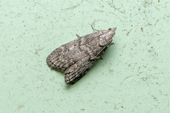 Heteromicta pachytera