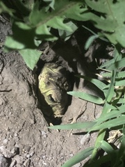 Rhinella dorbignyi