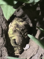 Rhinella dorbignyi