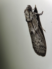 Ectomyelois ceratoniae