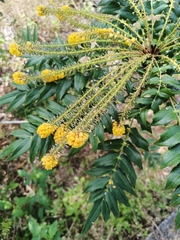 Berberis oiwakensis