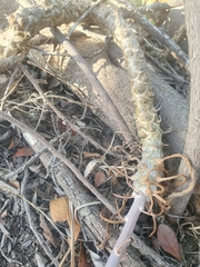 Tylecodon grandiflorus