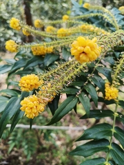 Berberis oiwakensis