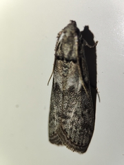 Ectomyelois ceratoniae