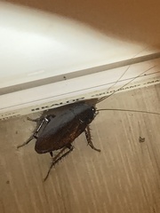 Periplaneta fuliginosa