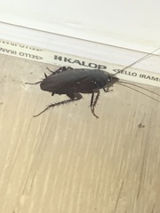 Periplaneta fuliginosa