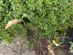 Biophytum sensitivum