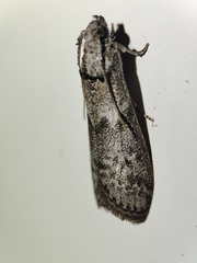 Ectomyelois ceratoniae