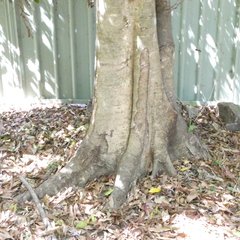 Elaeocarpus kirtonii