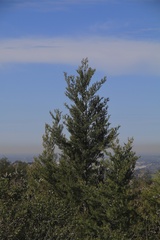 Cupressus forbesii