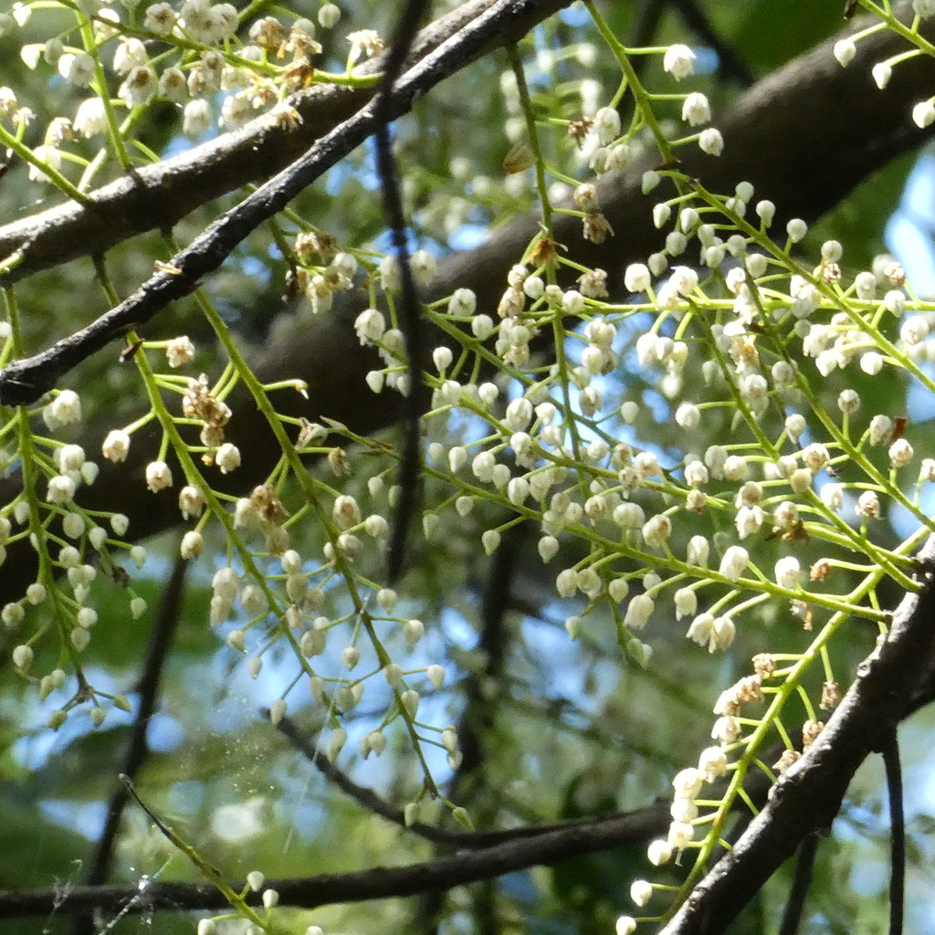 white quandong