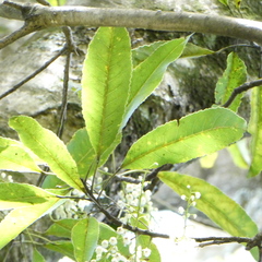 Elaeocarpus kirtonii