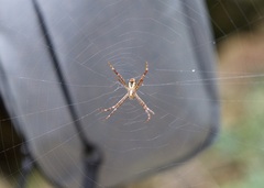 Argiope appensa