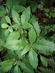 Senecio rufiglandulosus