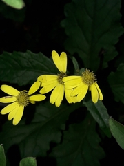 Senecio rufiglandulosus