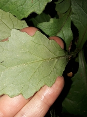 Senecio rufiglandulosus