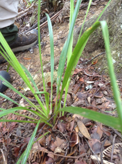Cordyline pumilio
