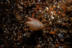 Halocynthia aurantium