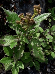 Senecio rufiglandulosus