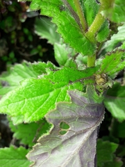 Senecio rufiglandulosus