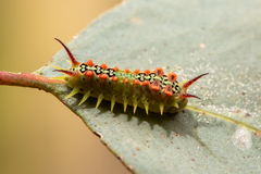 Doratifera quadriguttata