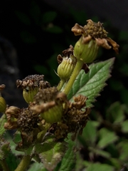 Senecio rufiglandulosus