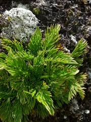 Aciphylla dissecta