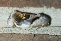 Tarache terminimaculata