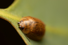 Dicranosterna semipunctata