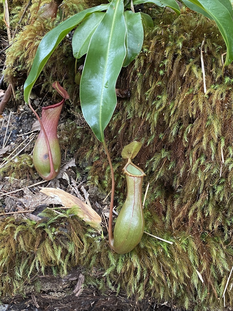 Nepenthes alata Blanco 2