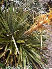 Aciphylla colensoi
