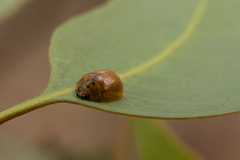 Dicranosterna semipunctata