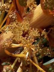 Aciphylla colensoi